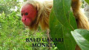 Bald Uakari Monkey - Profile | Facts | Conservation - Primates Park