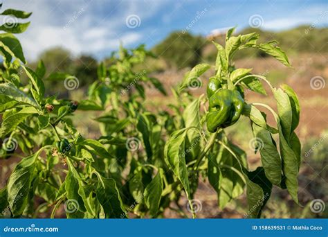 Green pepper plant stock image. Image of nutrition, horticulture ...