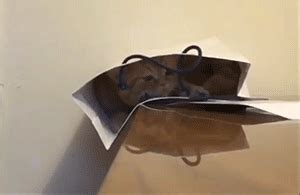 cat in a bag gifs | WiffleGif