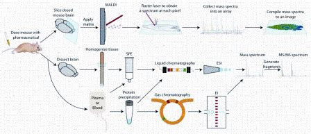 MS-based methods for detection, quantitation and localisation of ...