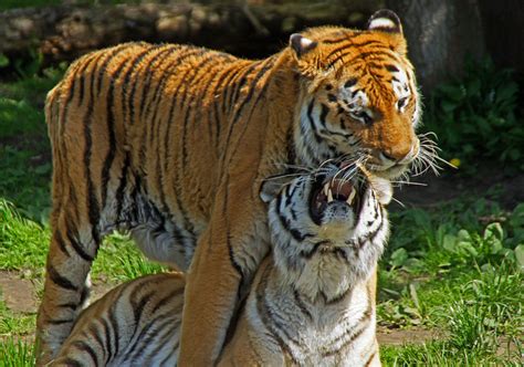 Tiger - a subdomain of Pictures-of-cats.org: Tiger Copulation