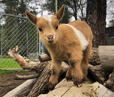 Nigerian Dwarf Baby Goats for sale in California. Miniature Dairy Goats ...