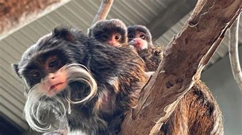 Two Baby Emperor Tamarin Monkeys Born at Dallas Zoo – NBC 5 Dallas-Fort Worth