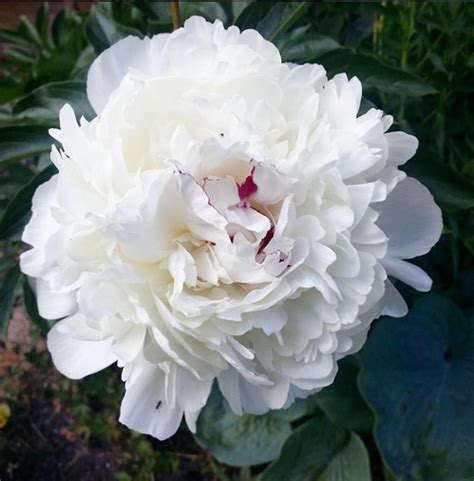 10 of the prettiest peony varieties to plant in your garden - Chatelaine