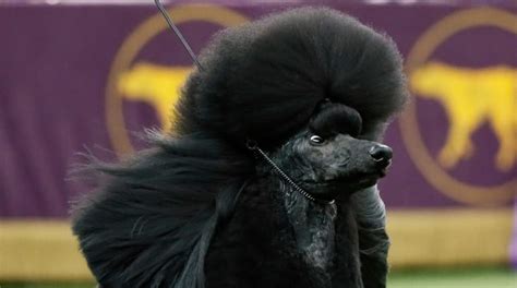 Westminster Dog Show: Siba the standard poodle wins best in show ...