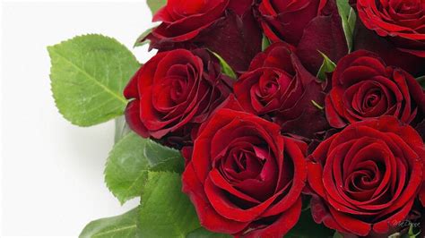 rose red, beautiful roses, rose pictures, red roses photos, red rose images - make2fun