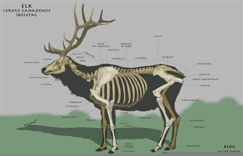 Elk Skeleton Diagram | Free Images at Clker.com - vector clip art ...