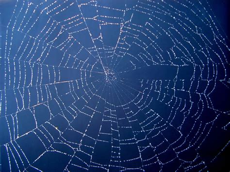 Free Images : dew, morning, dawn, line, circle, invertebrate, spider web, net, drops, grid, silk ...