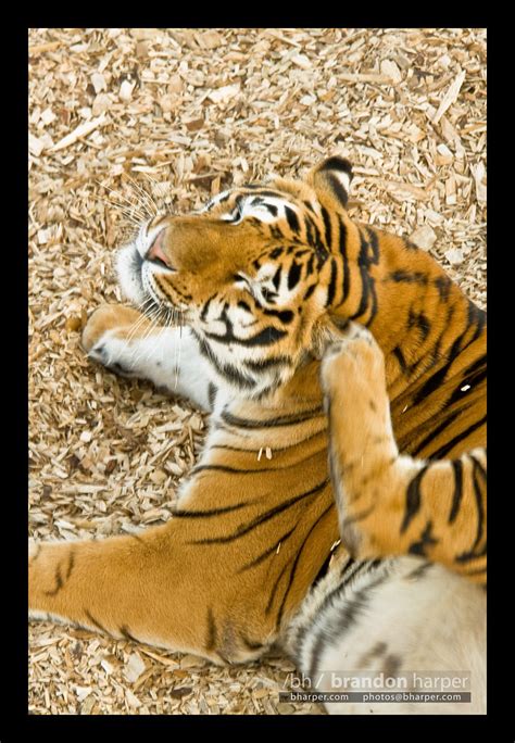 20080831_Animal_Sanctuary_IMG_8476 | Tigers, Lions, Bears, W… | Flickr