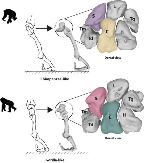 Primate morphology | Thomas A. Püschel