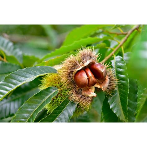 Chinese Chestnut 1 Live Tree Seedling | No Ship to California | Chinese Chestnut Trees - Walmart.com