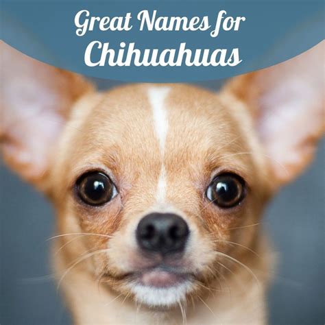 Top 100 Names for Chihuahuas - PetHelpful