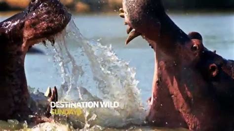 Nat Geo Wild HD Video introduction - YouTube