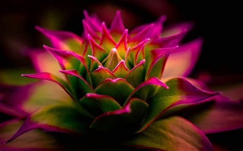 flowers, Pink, Macro, Nature, Photography, Blurred, Depth Of Field ...