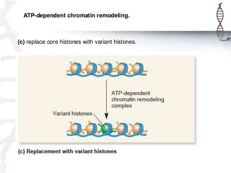 Chromatin remodeling