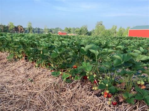 UPick Strawberries: 10 West Michigan Farms with the Best Strawberry Picking - grkids.com