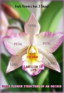 Orchid Care Tips | Orchid care, Flower structure, Orchids