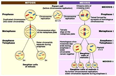 Difference between Anaphase of Mitosis and Anaphase-1 of Meiosis - QS Study