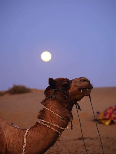 Jaisalmer Desert Safari In The Thar Desert In Rajasthan, India - Unusual Traveler