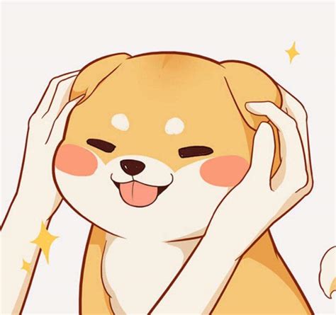 Shiba Inu ♡♡♡ | Anime Amino