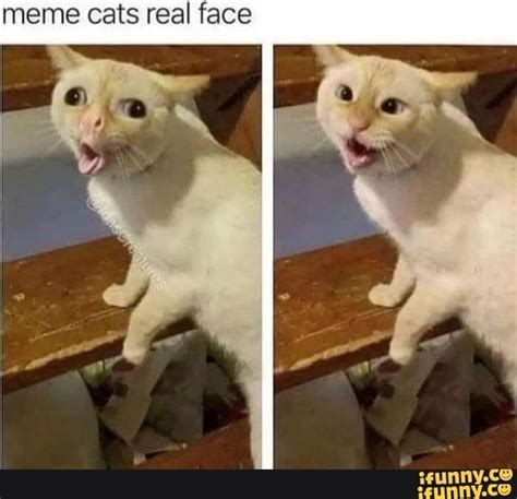 Meme cats real face - iFunny