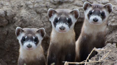 What a Special Black-footed Ferret Can Teach Us About Conservation ...