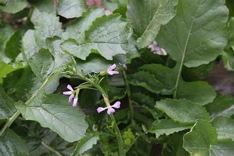 HD wallpaper: plant, radish flowers, radish leaves, leaf, plant part ...