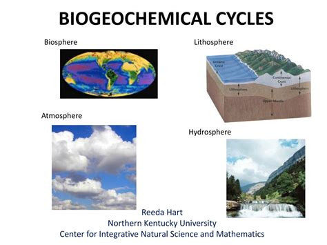 PPT - BIOGEOCHEMICAL CYCLES PowerPoint Presentation, free download - ID ...