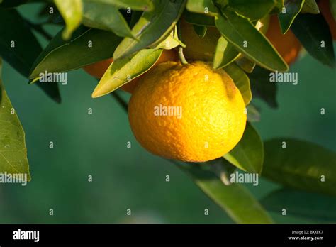 Tangerine tree citrus unshiu hi-res stock photography and images - Alamy