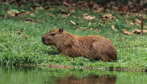 Plant-Eating Animals in the Rain Forest | Sciencing