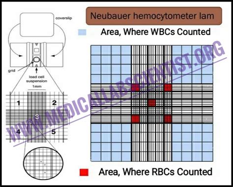 Medical Hemocytometer Blood Cell Counting Neubauer Chamber, 53% OFF