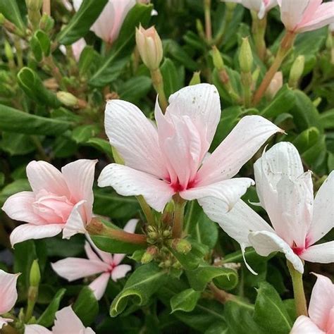 22 Best Types of Vincas | Madagascar Periwinkle Varieties