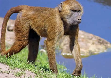 Baboon Behavior - AnimalBehaviorCorner