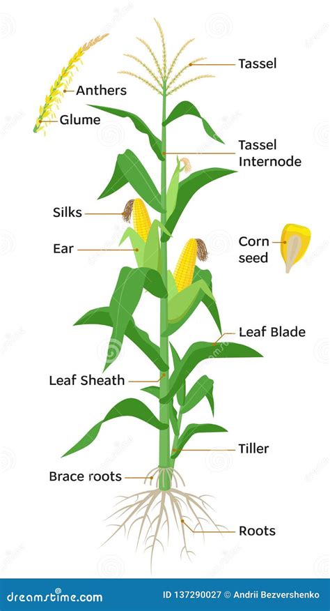 Maize Corn Plant