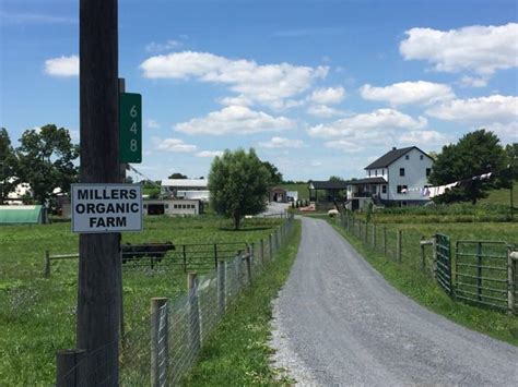 Lancaster judge temporarily halts Amos Miller from selling raw milk and products, sets hearing ...