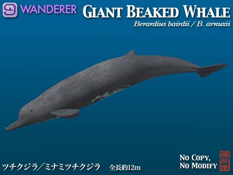 Second Life Marketplace - Baird's Beaked Whale WANDERER