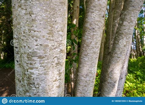 Scaly Looking Bark Of Red Alder Tree, Alnus Rubra, Vancouver Island, BC ...