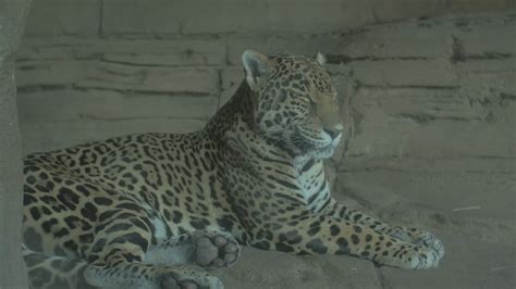 Leopard Sitting On Rock Surface Stock Footage SBV-304455707 - Storyblocks