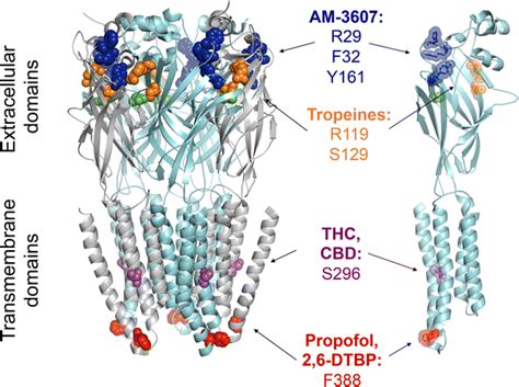 Modulatory sites at glycine receptors. The most relevant amino acids ...