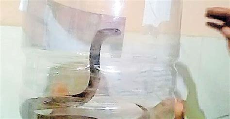 Incident of Baby Cobras Found in Perinthalmanna Hospital's Surgical Ward Sparks Concern - News ...