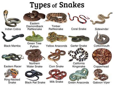 How Many Breeds Of Snakes Are There - Gegu Pet