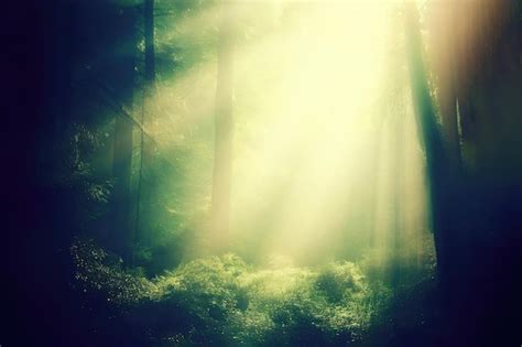 Premium Photo | Forest sunlight natural background