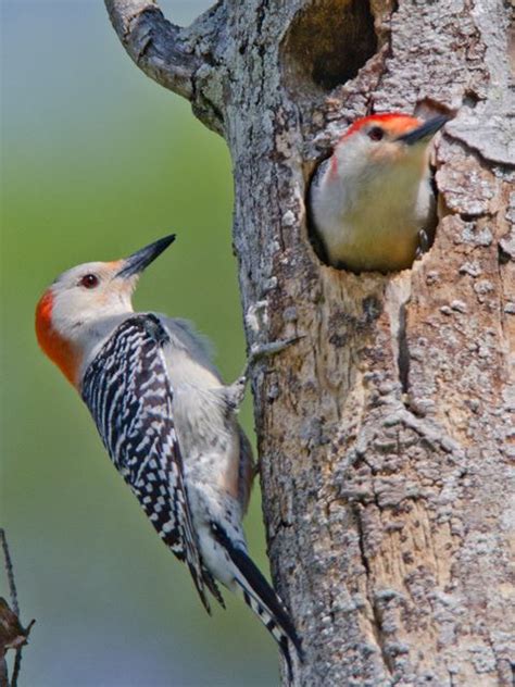 Bird Bio: Red-Bellied Woodpecker — The Wood Thrush Shop