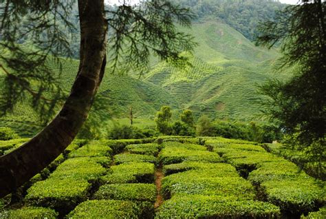 MARI LAWAT SABAH: LADANG TEH SABAH