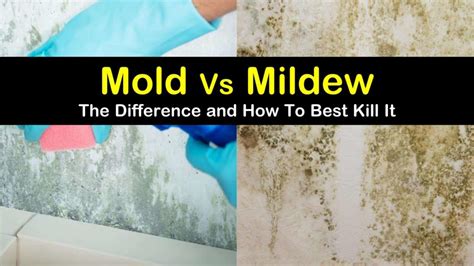 Important Differences Between Mold & Mildew & How to Clean Them