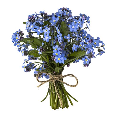 Myosotis Forget Me Not Sylvatica – Hometown Seeds