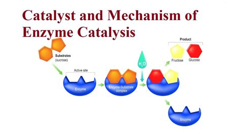 Catalyst and Mechanism of Enzyme Catalysis | Enzymes, Chemistry, Active ...