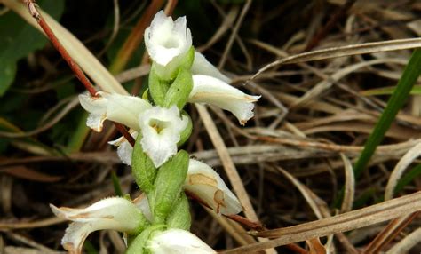 aubunique: Tiny white native wild orchids show up big on October 26, 2011