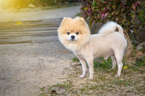 Are Pomeranians Hypoallergenic? Vet Approved Facts & FAQ | Hepper