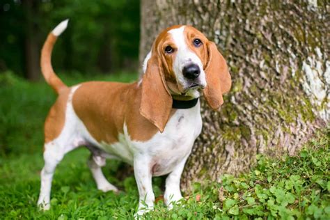 Basset Hound Vs. Beagle: Which One Is The Breed For You?